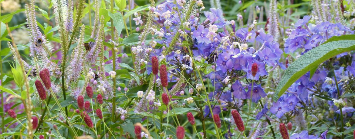 Aktuelles Staudengarten