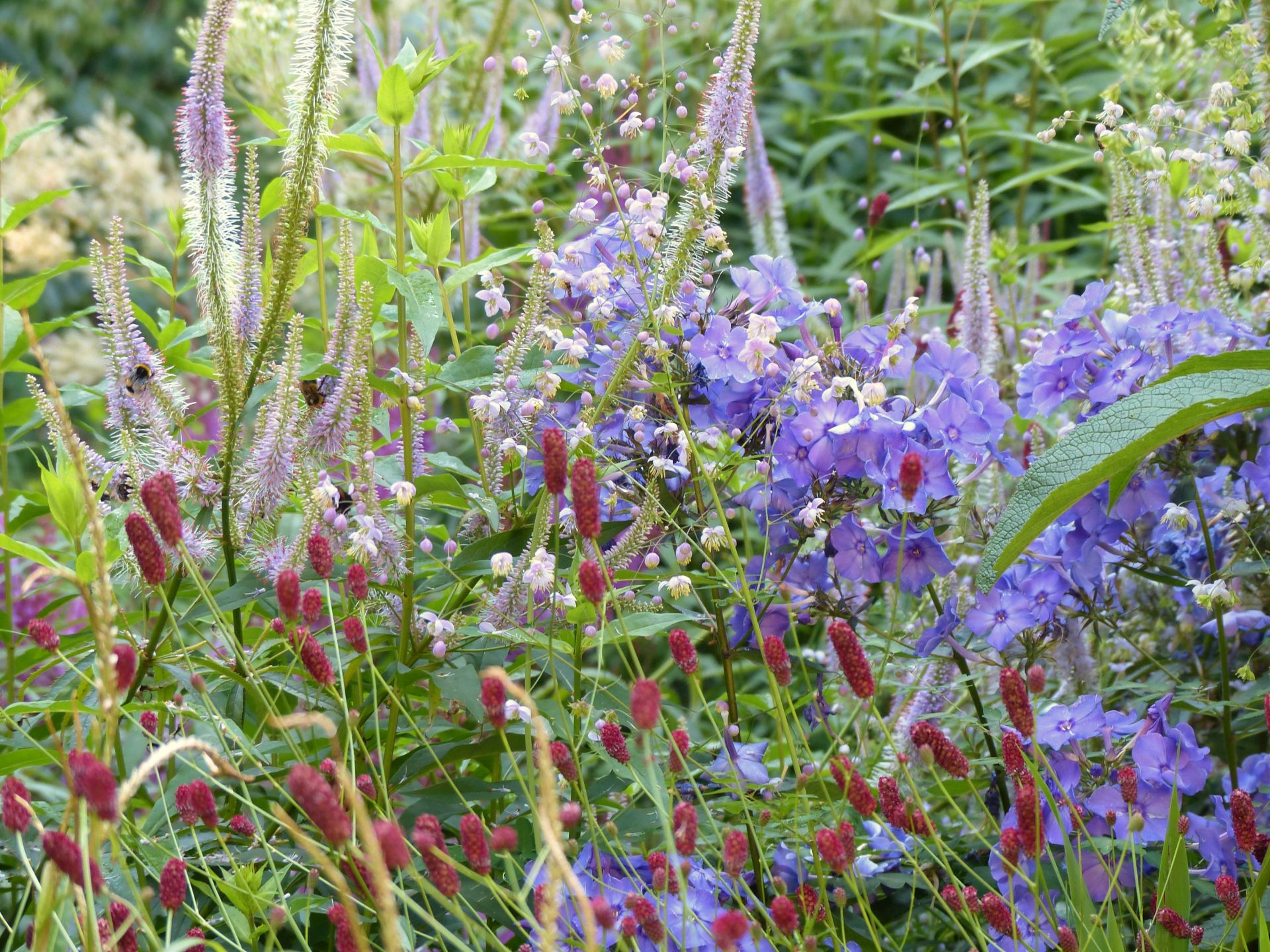 Aktuelles Staudengarten