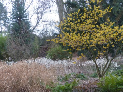 Vorfrühling in einem Hamburger Privatgarten