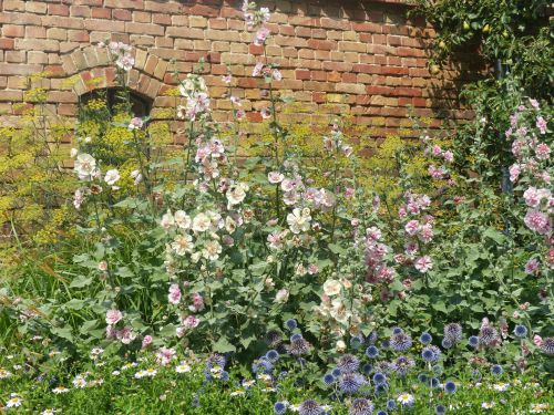 Ideal vor Mauern: Hybrid-Stockrosen