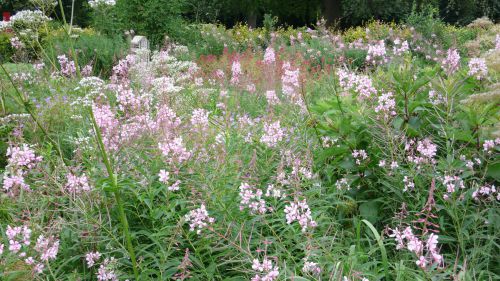 Wiesenhafte Pflanzung auf dem Ohlsdorfer Friedhof im Juli