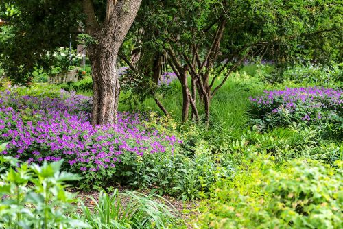 Schattenpflanzung mit Geranium gracile Sirak