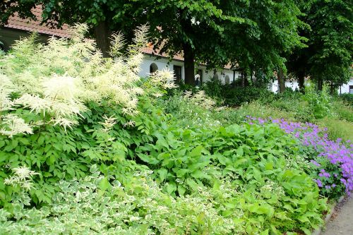 Wüchsige Schattenstauden die selbst mit Giersch klarkommen