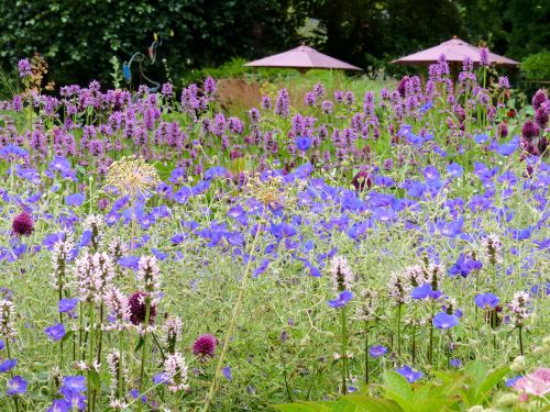 Zweimal Stachys und dazwischen Geranium Nimbus - Stauden in einem Hamburger Privatgarten