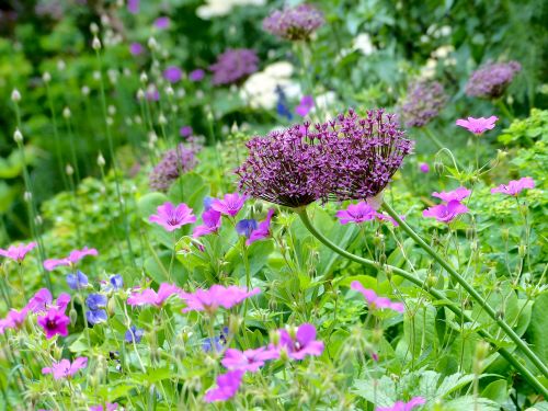 Blüte in Trockenheit und Sonne in einem Hamburger Privatgarten